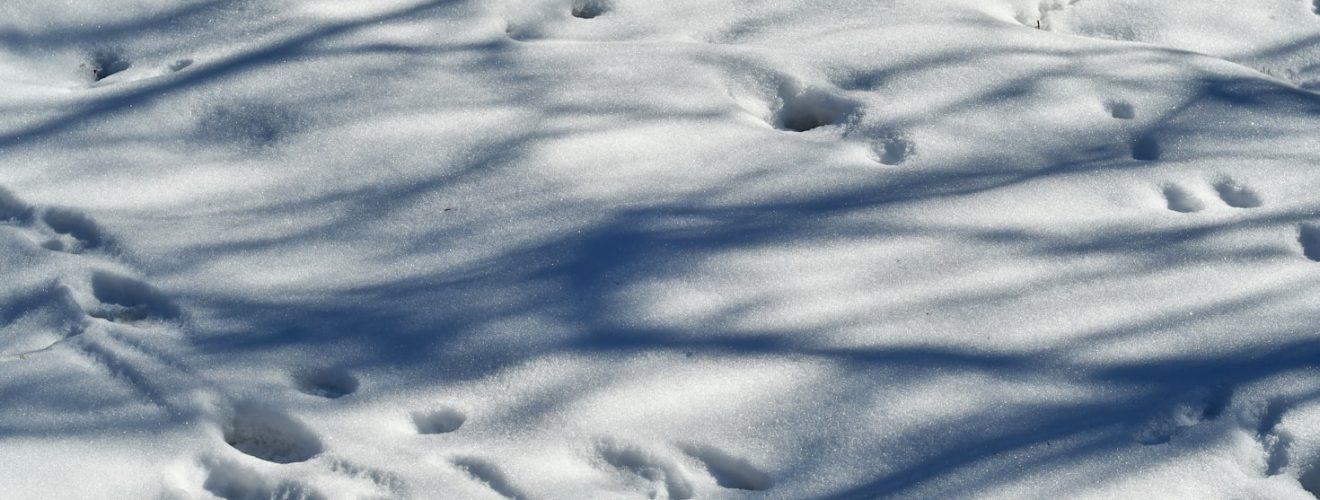 Snow Days at Stowe - Stowe Mountain Resort