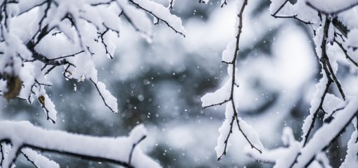 Does Seven Springs have snow in March?